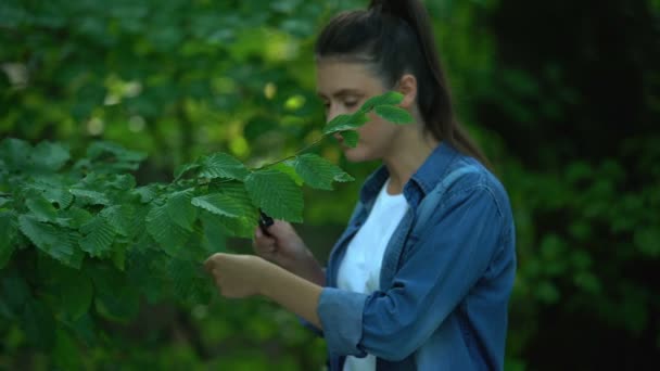Kaukasische Frau betrachtet Baumblätter durch Vergrößerungsglas, Naturforschung — Stockvideo