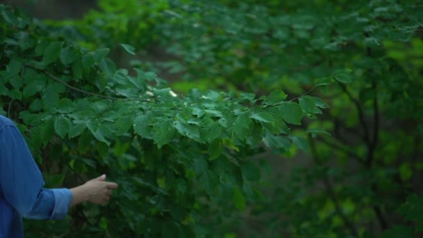 Junge Frau schnüffelt Baumblätter und sieht sich um beim Spazierengehen im grünen Wald, der Natur — Stockvideo