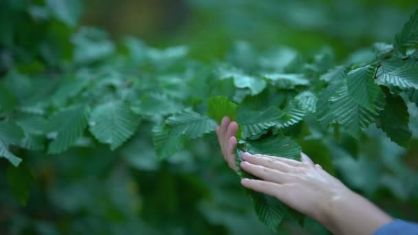 Mano della donna che tocca foglie d'albero, cura del naturalista, ambiente sicuro, ecologia — Video Stock