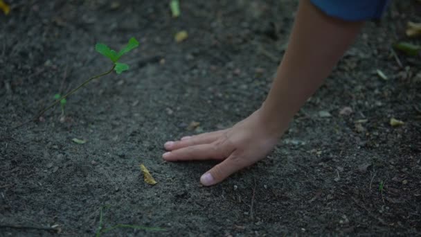 Женская рука касается почвы, питания растений, плодородия урожая, сельского хозяйства — стоковое видео