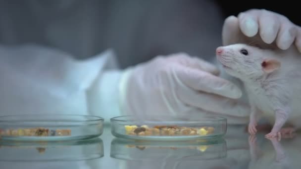 Wissenschaftler mit Ratte und Futter auf dem Tisch, gmo Experimente an Tieren getestet, Forschung — Stockvideo