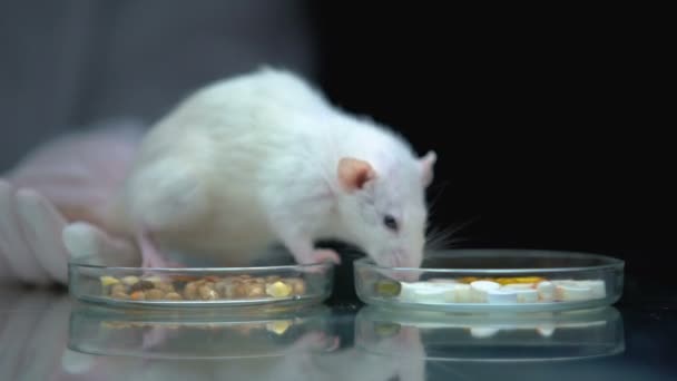 Trabajador de laboratorio alimentación rata con suplementos en su lugar alimentos, desarrollo de vitaminas — Vídeo de stock