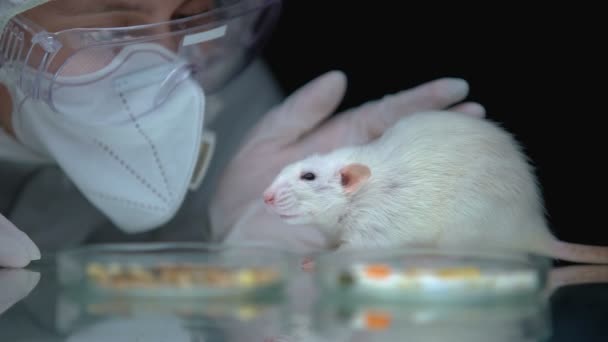 Épidémiologiste sous masque protecteur surveillant la réaction du rat après infection — Video