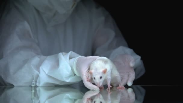 Scientist holding rat, ampule with medicine on table, animal test, pharmacology — Stock Video