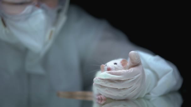 Laboratorio de retención de ratas, seguimiento de resultados de experimentos, pruebas con animales — Vídeos de Stock