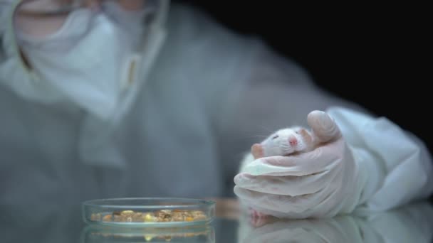 Lab researcher holding rat, corn on table, gmo food poisoning, animal test — Stock Video