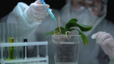 Laboratuvar çalışanı bitki toprağına sıvı enjekte ediyor, tarım ilacı üretiyor.
