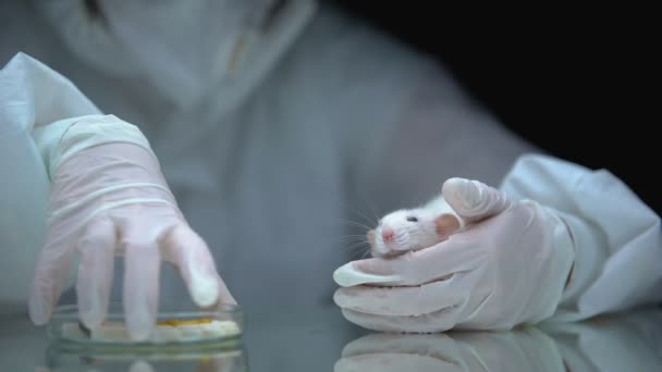Laboratoriumwerker die maïs geeft aan kleine ratten, invloed van ggo 's op de gezondheid — Stockvideo