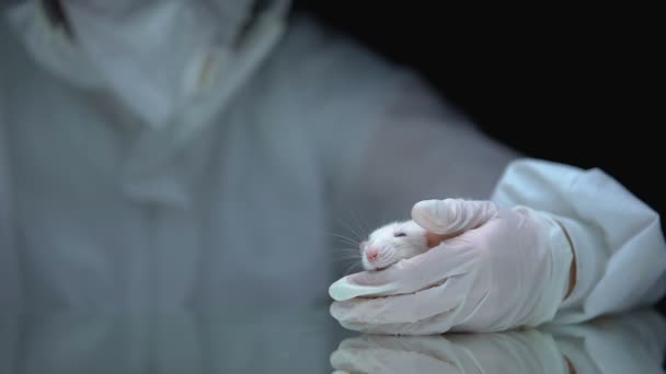 Onderzoeker met pillen en ratten, farmacologische experimenten, gezondheidsbehandeling — Stockvideo