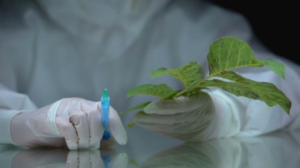 Biolog drží injekční stříkačku a rostlinu, vliv pesticidů na flóru, ekologický test — Stock video