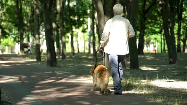 Görme engelli adam parkta rehber köpek ile yürüyüş, güvenli tutma koşum hissediyor