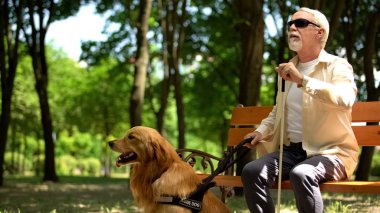 Kör emekli banktan ayağa kalkmaya hazırlanıyor, parkta yürümek için rehber köpek tutarak