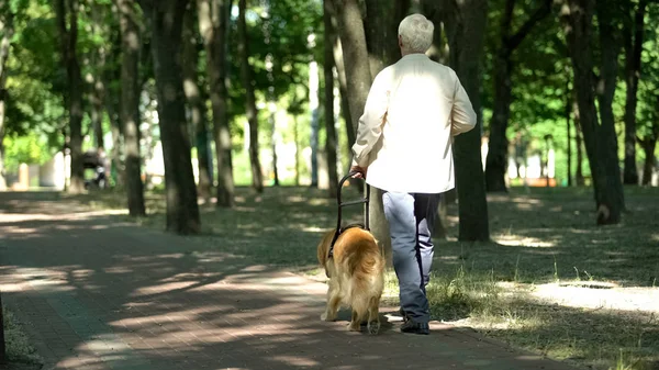 公園で盲導犬と一緒に歩く視覚障害者 ハーネスを持って安全に感じる — ストック写真