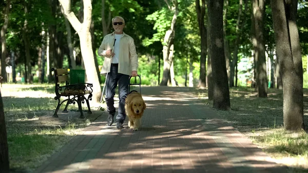 Blinder Älterer Mann Geht Mit Blindenhund Park Spazieren Gut Ausgebildeter — Stockfoto