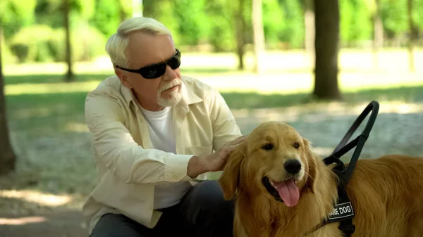 盲目の先輩男性が愛情を込めて盲導犬をなでて 助けに感謝の気持ちを感じ — ストック写真