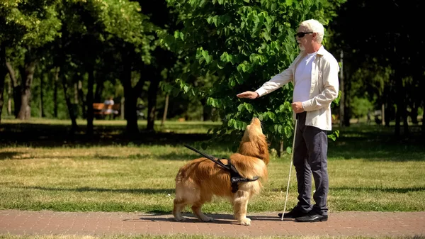 Visually Impaired Man Giving Command Guide Dog Training Pet Park — Stock Photo, Image