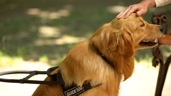 男性手抚摸导盲犬 听话的宠物休息与盲人主人在公园 — 图库照片