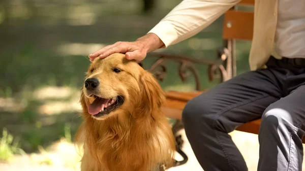 Mano Cieco Accarezzando Cane Guida Purosangue Golden Retriever Animale Domestico — Foto Stock