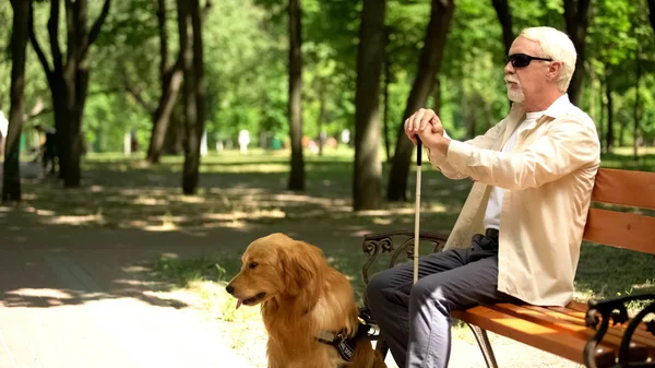 Blinde Gepensioneerde Met Assistentie Raszuivere Hond Zittend Eenzaam Park Depressie — Stockfoto