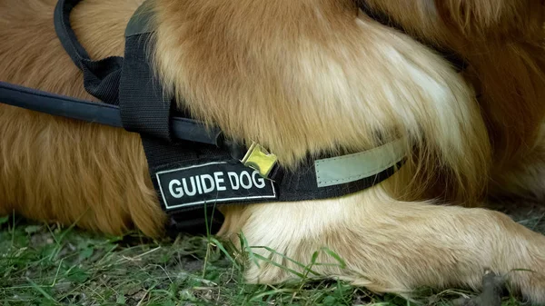 导盲犬躺在公园里 训练后休息 帮助盲人 — 图库照片