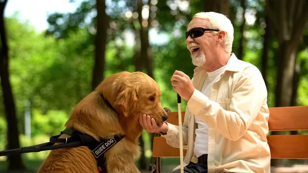 ポジティブな盲人は盲導犬を養う 公園に座って 栄養価の高い犬の食べ物 — ストック写真