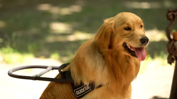 可爱的金毛猎犬坐在公园里 为视障人士导盲犬 — 图库照片