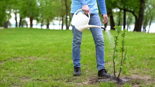 Hombre Eco Activista Riego Árbol Por Lata Voluntario Teniendo Cuidado — Foto de Stock