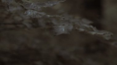 Koruyucu giysiler içindeki bilim adamı kirli ormanda duruyor, ekolojik bir felaket.