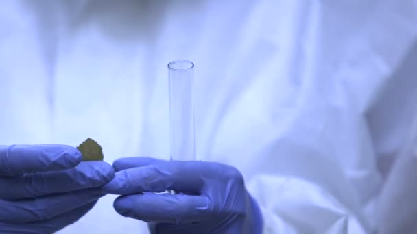 Mão do cientista colocando licença no tubo de ensaio, verificando plantas para contaminação — Vídeo de Stock