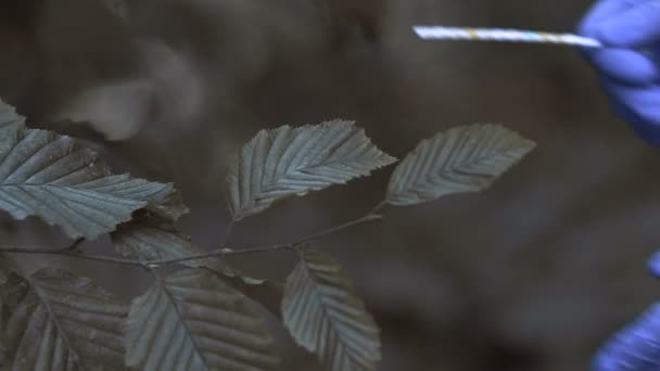 Scientist checking ph and nitrate in forest foliage, contamination level closeup — Stock videók