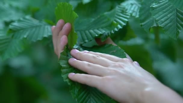 Руки, гладящие зеленые листья, садоводство и поддержание здоровья деревьев, экология — стоковое видео
