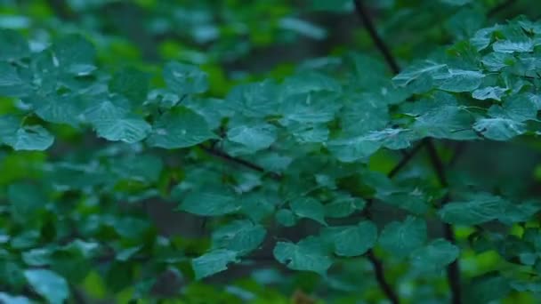 Personificazione della Madre Terra tra gli alberi, conservazione della natura, ecologia — Video Stock