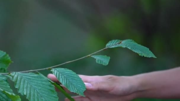 Dare aiuto umano alla natura, proteggere la foresta dall'inquinamento, l'ecologia — Video Stock