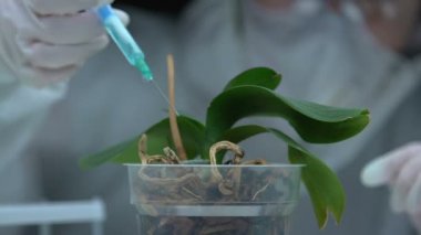 Yeşil orkide bitkisine test sıvısı enjekte eden araştırmacı, gübre geliştirme