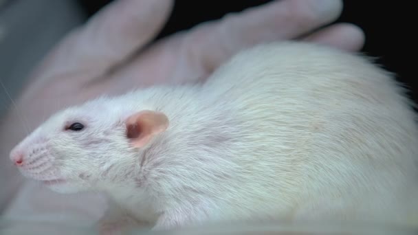 Крыса сидит на лабораторном столе, ученый проводит эксперименты, дерматология — стоковое видео