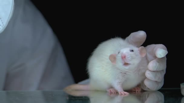 Onderzoeker voert test van giftige vloeistof op rat, detergentia productie — Stockvideo