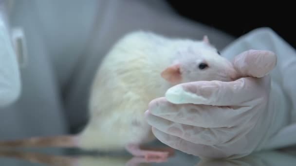 Rat sniffing researcher hand in protective glove, veterinarian examining animal — Stock Video