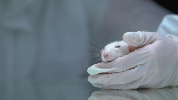 Mão na luva protetora dando pílula para rato em laboratório, testes de medicação — Vídeo de Stock