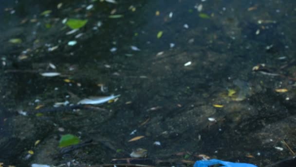 Грязное озеро с токсичными пластиковыми отходами, вредное воздействие жизни человека, окружающая среда — стоковое видео