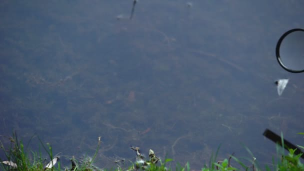 Biólogo estudiando el microorganismo del agua en el lago del bosque a través de lupa — Vídeos de Stock