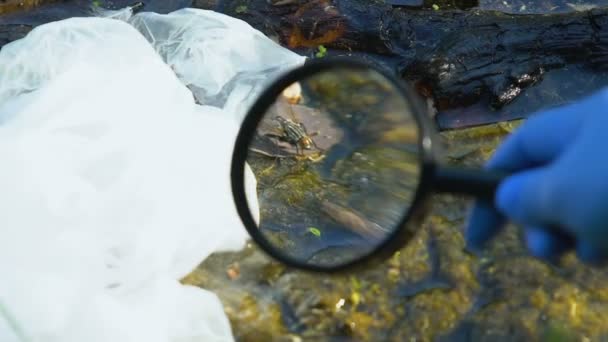 Volunteer ecologist looking on mess on landfill through magnifying glass, danger — Stock Video