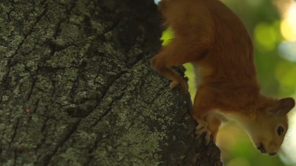 Petit écureuil se cachant la tête dans le creux de l'arbre, peur des gens dans le parc, gros plan — Video