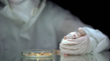 Laboratuvar araştırmacısı fare tutuyor, masada mısır, gmo gıda zehirlenmesi, hayvan testi