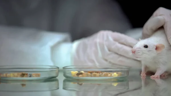 Científico Con Rata Comida Mesa Experimentos Gmo Probado Animales Investigación — Foto de Stock