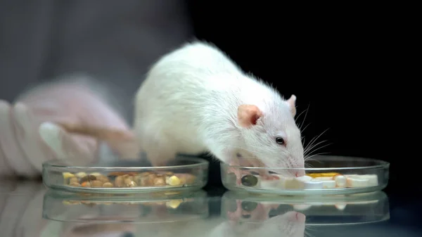 Trabajador Laboratorio Alimentación Rata Con Suplementos Lugar Alimentos Desarrollo Vitaminas — Foto de Stock