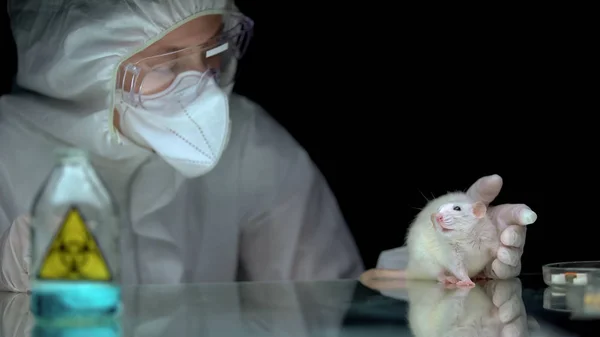 Scientifique Observant Réaction Rat Après Danger Biologique Développement Armes Biologiques — Photo