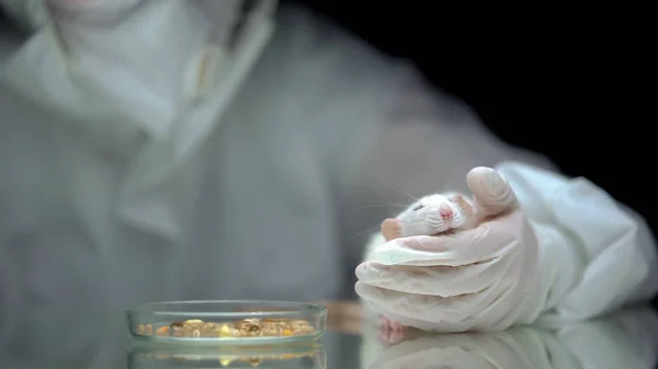 Pesquisador Laboratório Segurando Rato Milho Mesa Intoxicação Alimentar Por Gmo — Fotografia de Stock