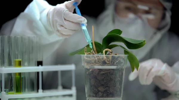 Laboratuvar Çalışanı Bitki Toprağına Sıvı Enjekte Ediyor Tarım Ilacı Üretiyor — Stok fotoğraf