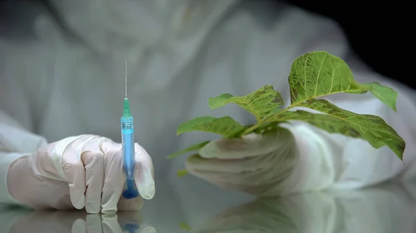 Biólogo Segurando Seringa Planta Impacto Pesticidas Flora Teste Ecológico — Fotografia de Stock