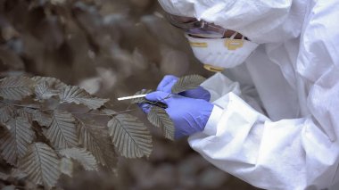 Radyoaktif yaprak rengi, kirlilik seviyesi, orman zehirlenmesi araştırmacısı